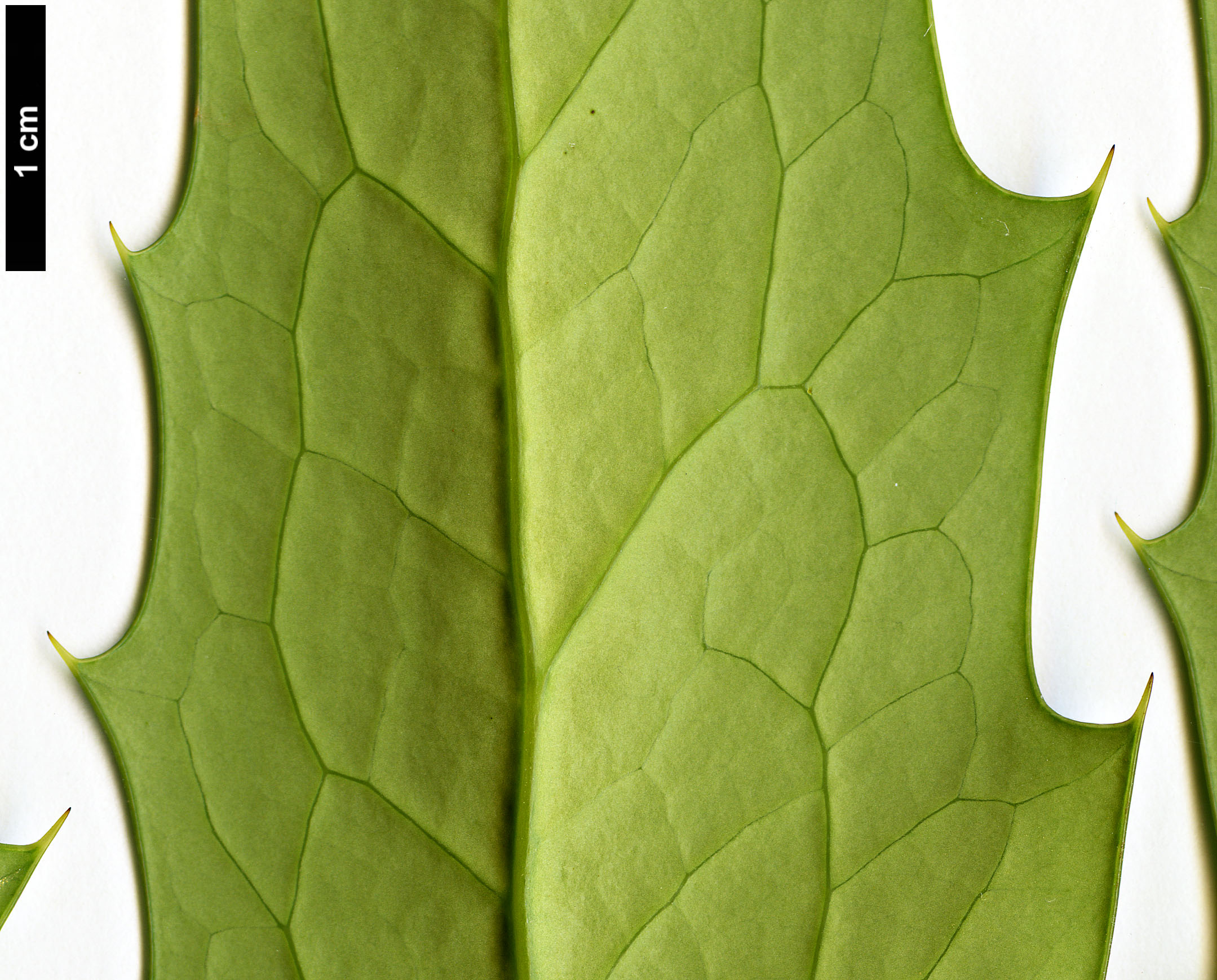 High resolution image: Family: Berberidaceae - Genus: Mahonia - Taxon: ×media - SpeciesSub: 'Home Wood' (M.japonica × M.oiwakensis subsp. lomariifolia)